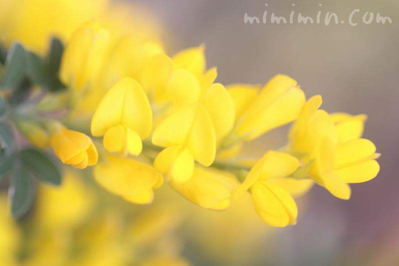 エニシダの花・黄色の画像