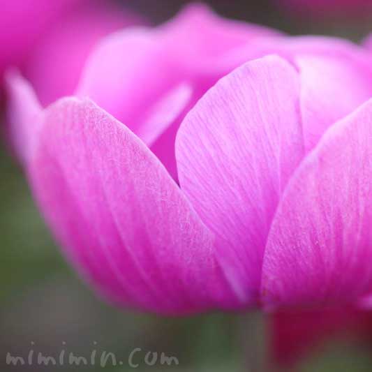 アネモネ(ピンク)の写真と花言葉 誕生花