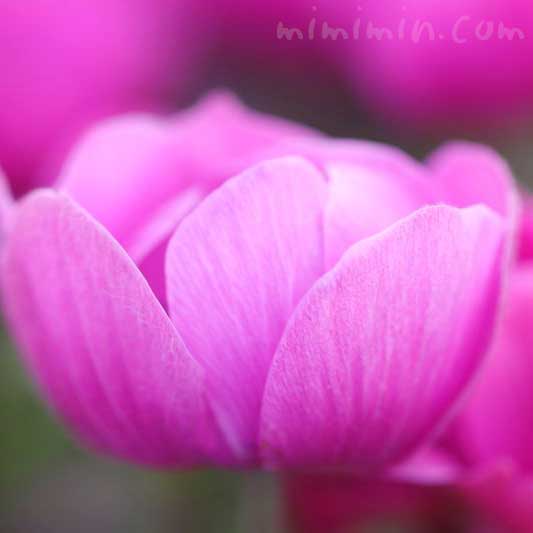 アネモネ(ピンク)の写真 花言葉 誕生花の画像