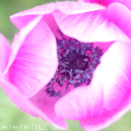 アネモネ(ピンク)の花の写真 花言葉 誕生花