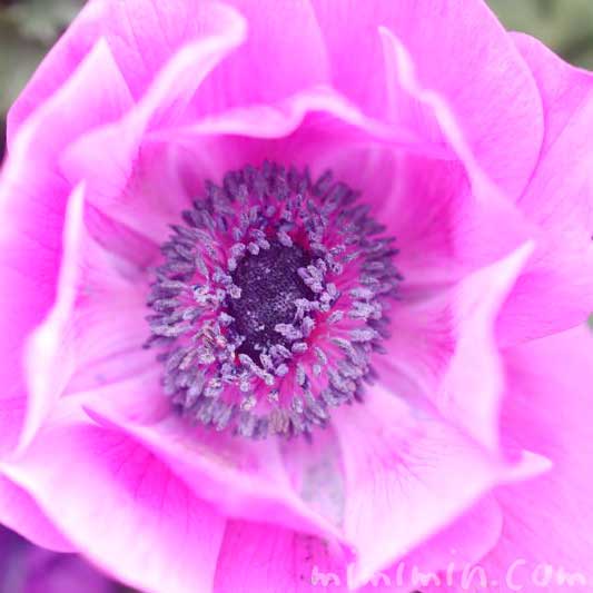 アネモネ(ピンク)の花の写真と花言葉 誕生花の画像