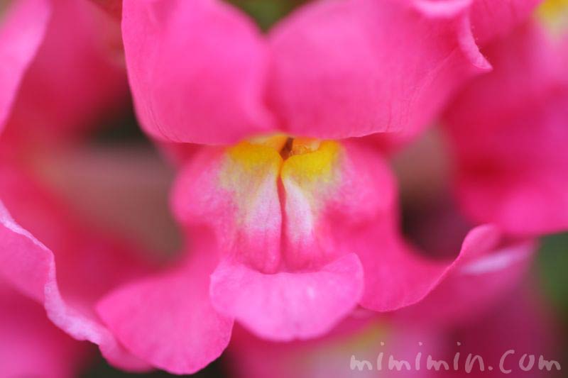 キンギョソウの花　ピンクの写真