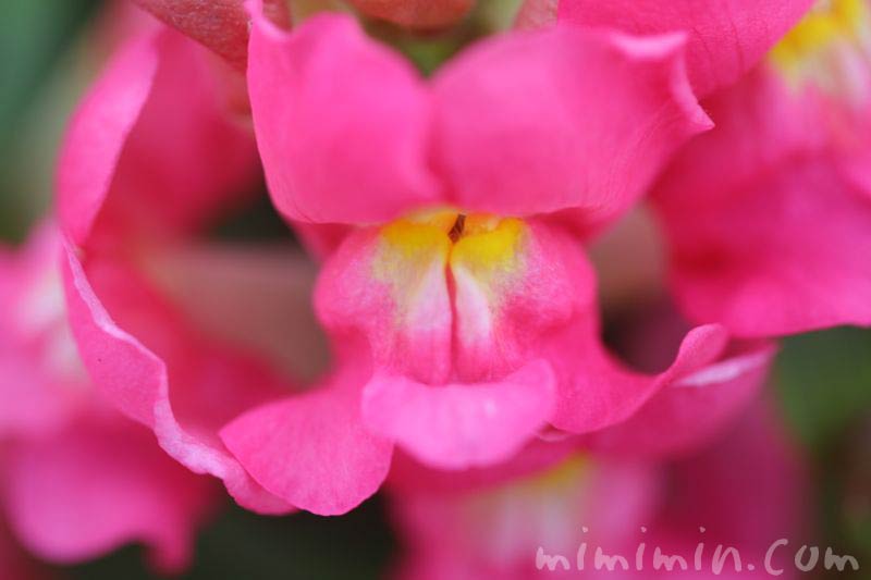 金魚草の花　ピンクの画像