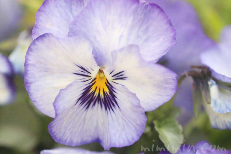 パンジー（紫×白）の花の写真と花言葉