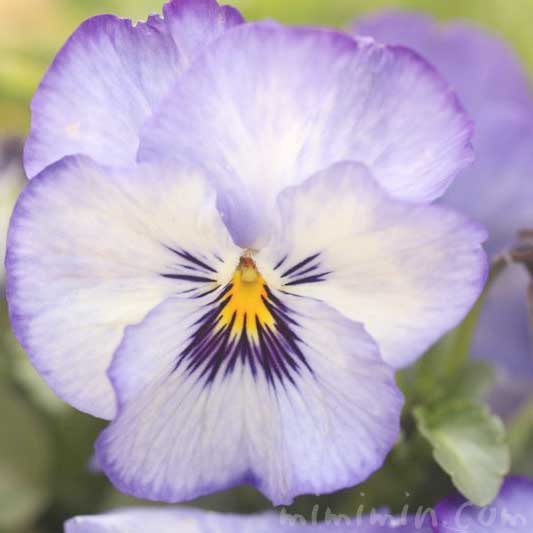 パンジー（紫×白）の写真と花言葉