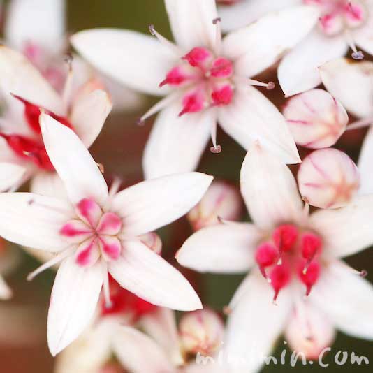 カネノナルキの花言葉・カネノナルキの花の写真の画像
