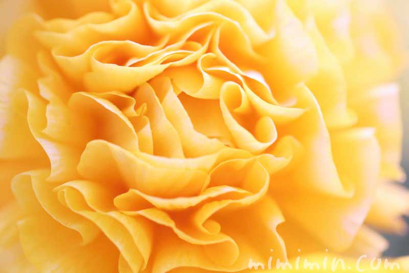 ラナンキュラス(黄色)の花の写真と花言葉