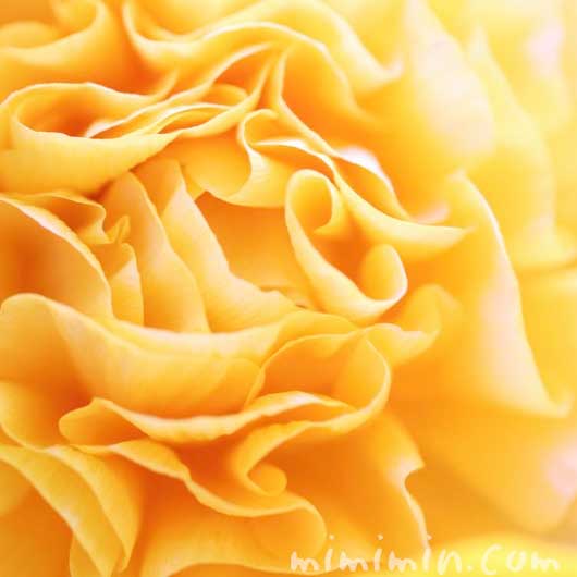 ラナンキュラス(黄色)の花の写真・花言葉の画像