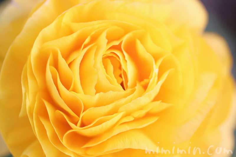 ラナンキュラス(黄色)の写真と花言葉の画像