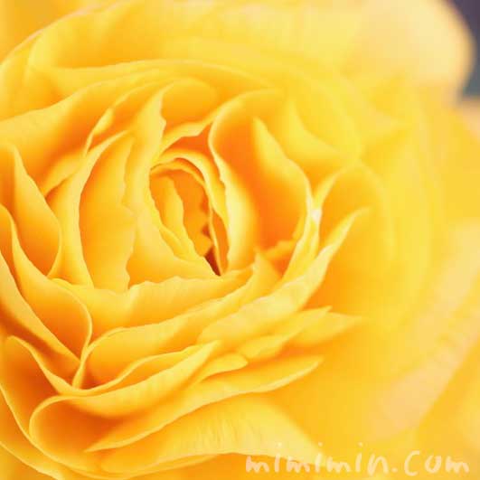 黄色のラナンキュラスの写真・花言葉の画像
