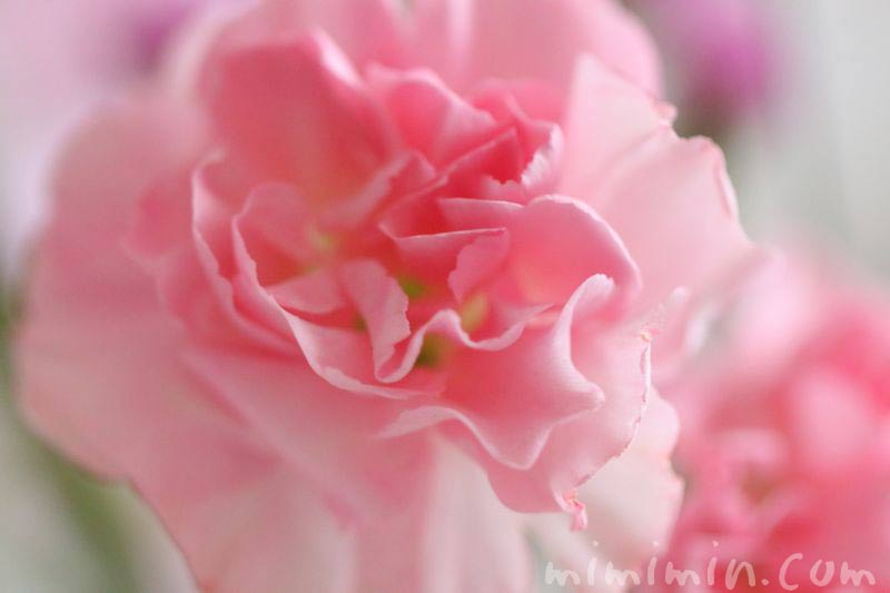 ピンクのカーネーションの花