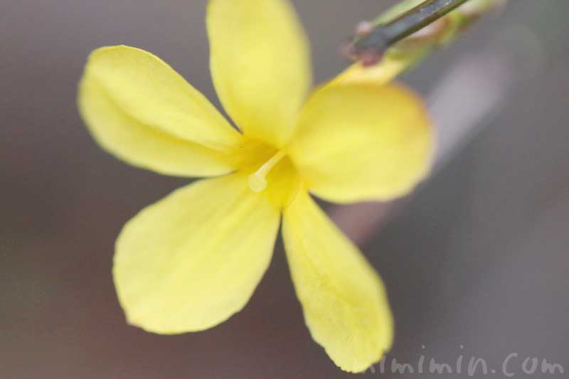 黄梅の花言葉・花の写真の画像