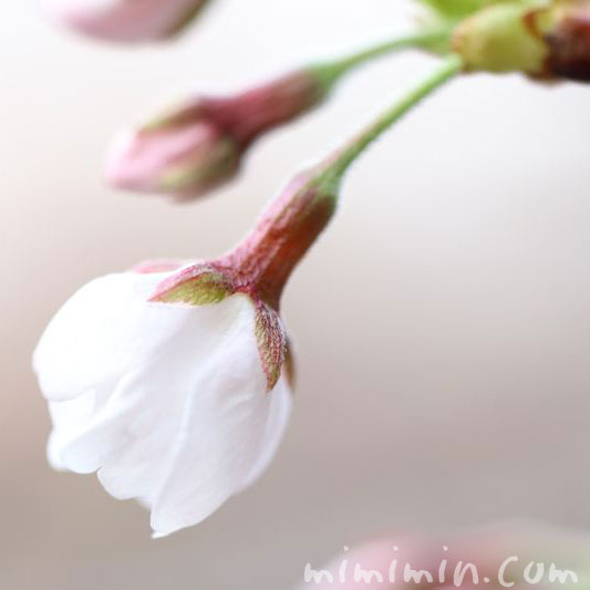 桜のつぼみの画像
