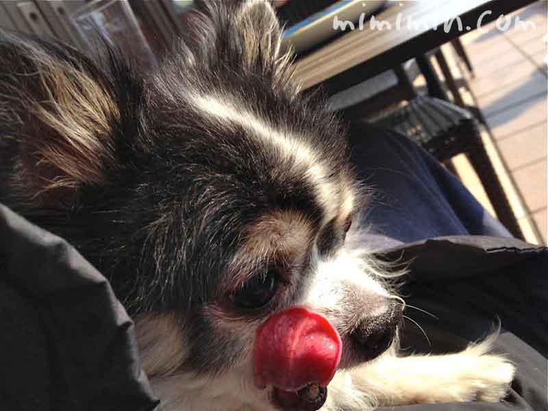 俺のベーカリー＆カフェ・犬同伴でモーニングセット（恵比寿ガーデンプレイス）の写真