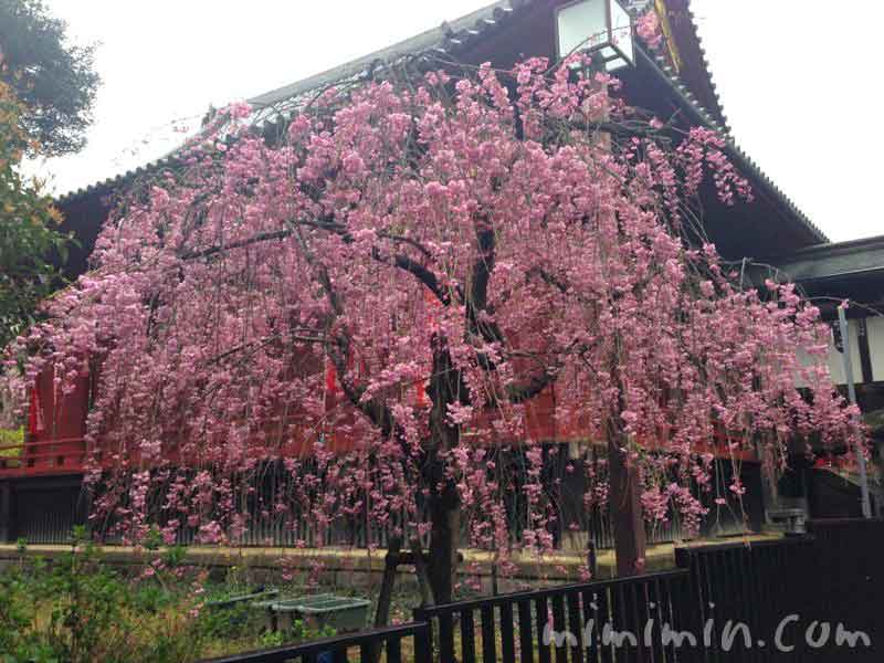 上野公園のしだれ桜の画像