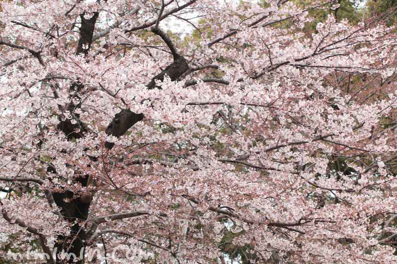 東京ミッドタウンガーデンの桜の写真
