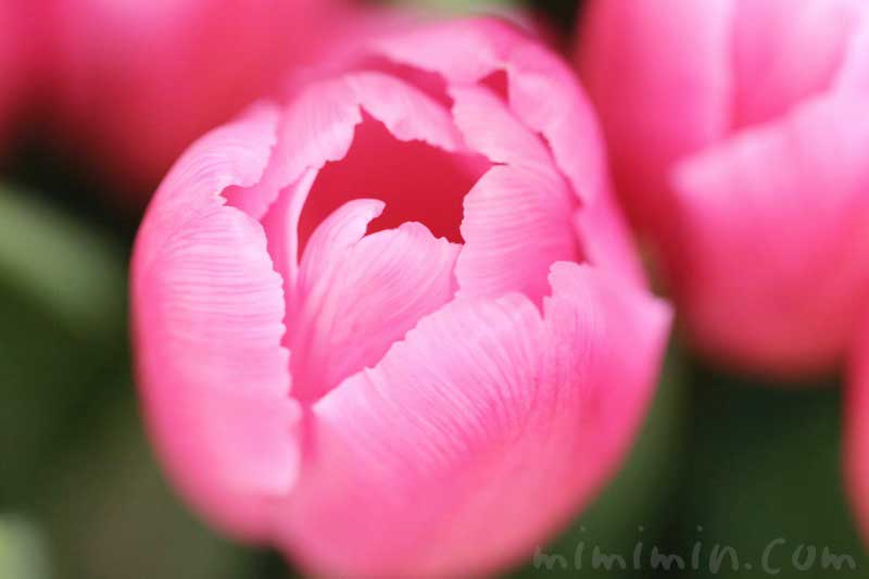チューリップの花の写真＆花言葉の画像