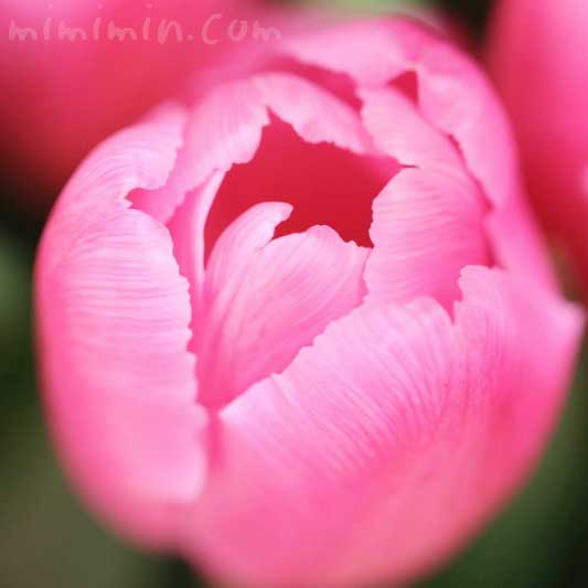 チューリップの花の写真 花言葉