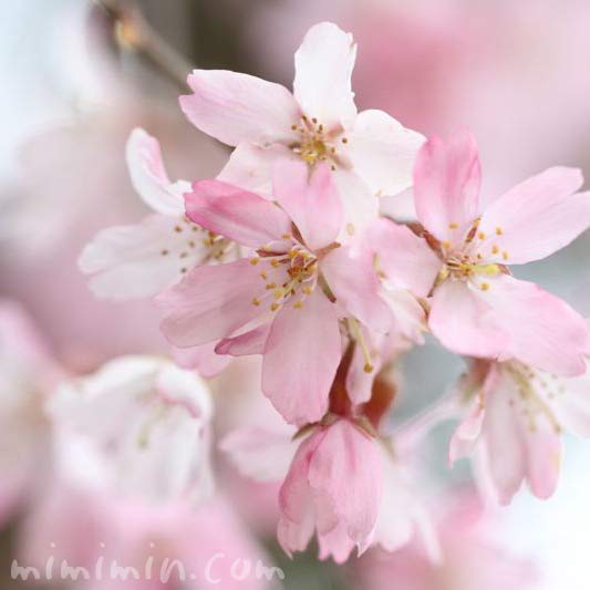 枝垂れ桜（毛利庭園）の画像