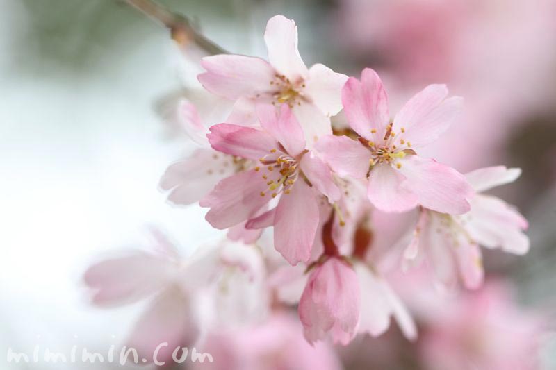 シダレ桜（毛利庭園）の画像