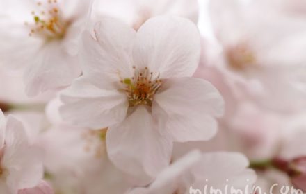 ソメイヨシノ 目黒川の桜の写真