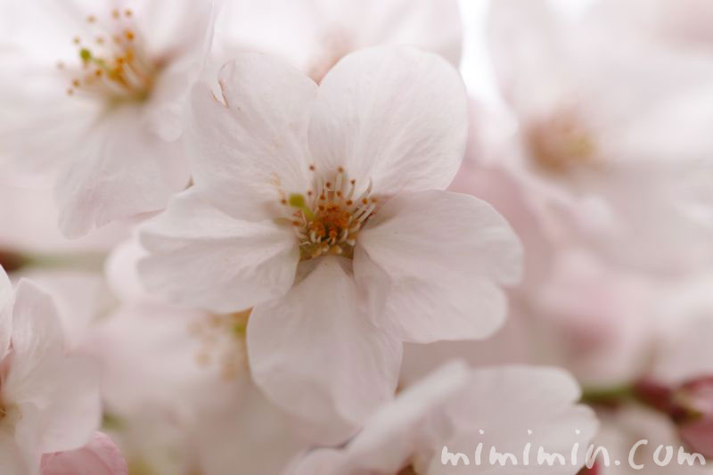 ソメイヨシノ 目黒川の桜の写真