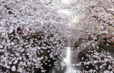 目黒川の桜・お花見