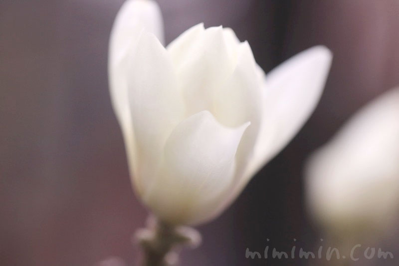白木蓮の花言葉＆写真の画像