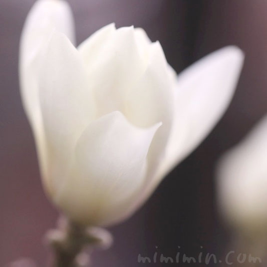 白木蓮の花言葉＆花の写真の画像