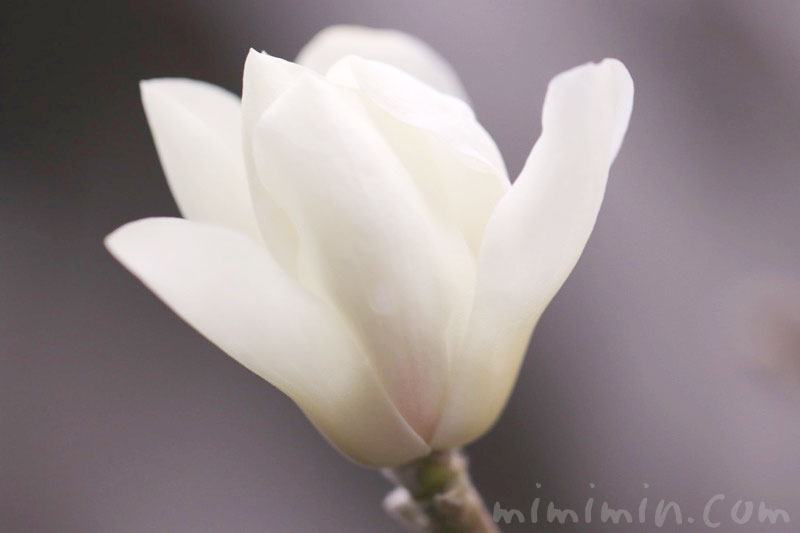 白木蓮の花言葉＆写真