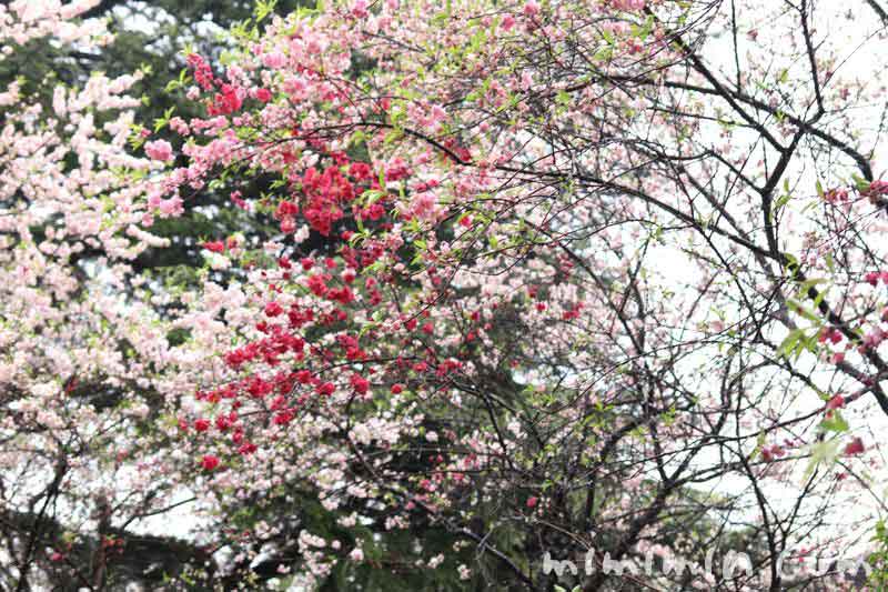 ハナモモと桜の画像