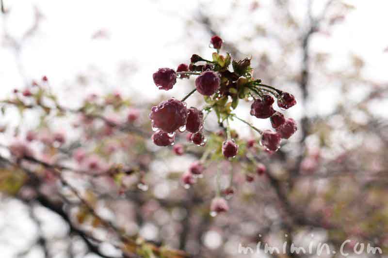 桜・一葉のつぼみの写真