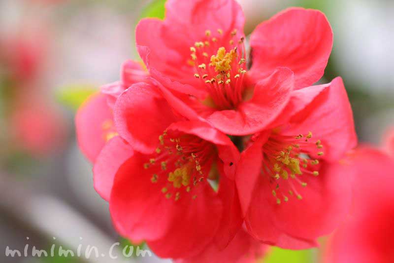 木瓜の花・赤の写真