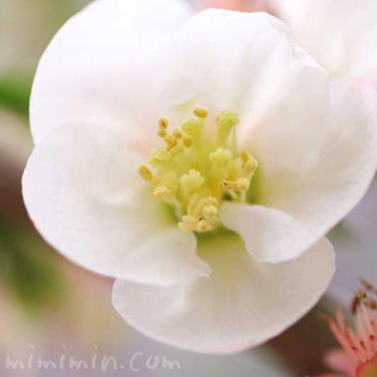 白い木瓜の花の写真と花言葉の画像