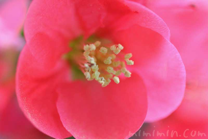 赤い木瓜の花の写真と花言葉の画像