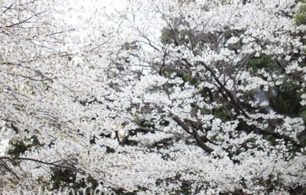 大島桜の花の写真・桜の花言葉の画像