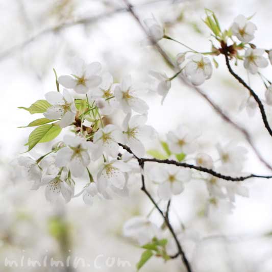 大島桜の花