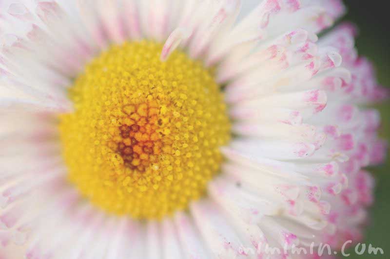 ひなぎく 雛菊（白×ピンク）の写真と花言葉の画像