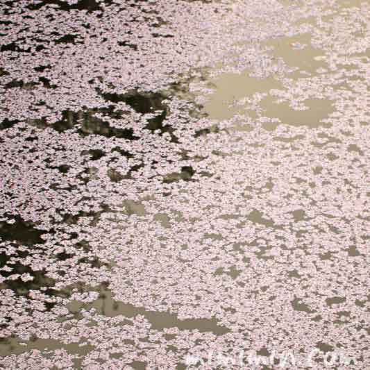 目黒川の花筏の画像