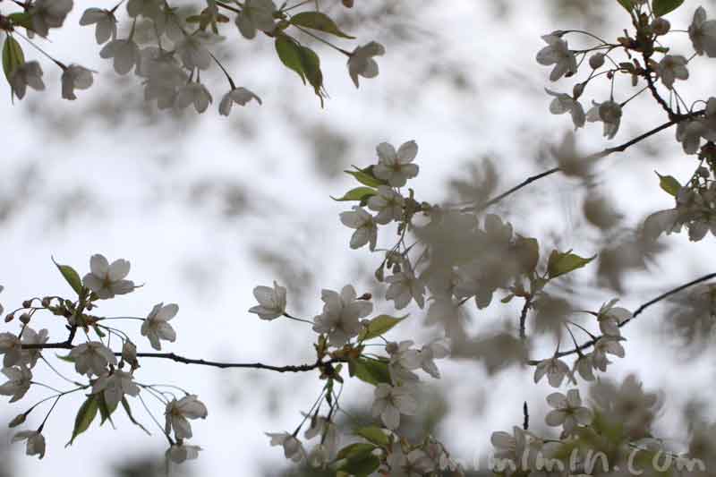 オオシマザクラの花の写真と花言葉