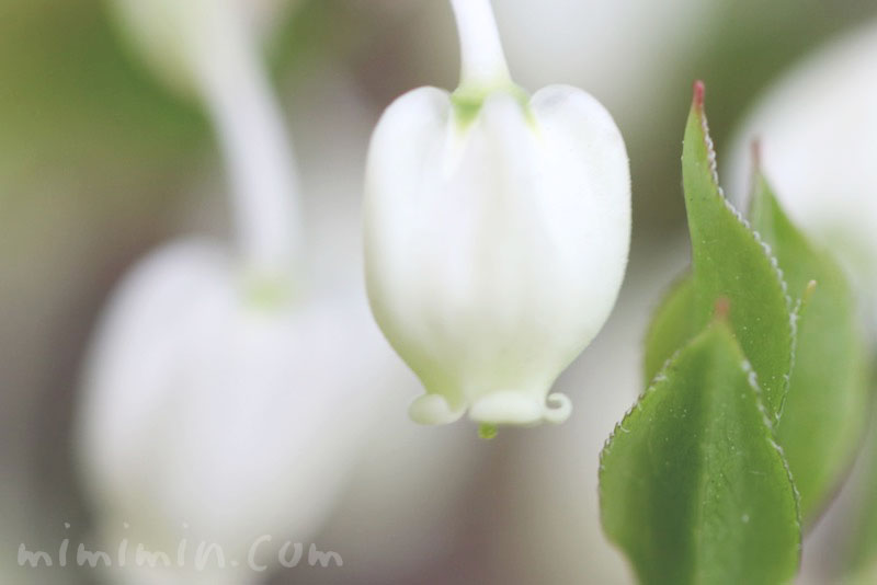 ドウダンツツジの花の写真 花言葉 名前の由来 みみみんブログ