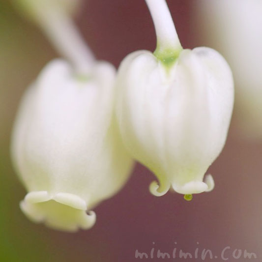 ドウダンツツジの花の写真 花言葉 名前の由来 みみみんブログ