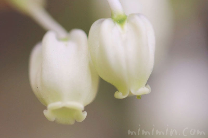 ドウダンツツジの花の写真・花言葉の画像