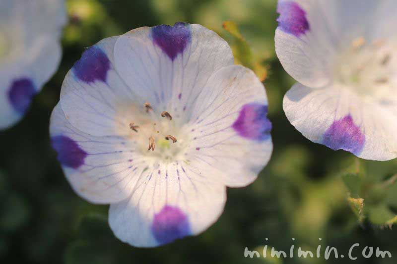 ネモフィラ マクラタの花の画像