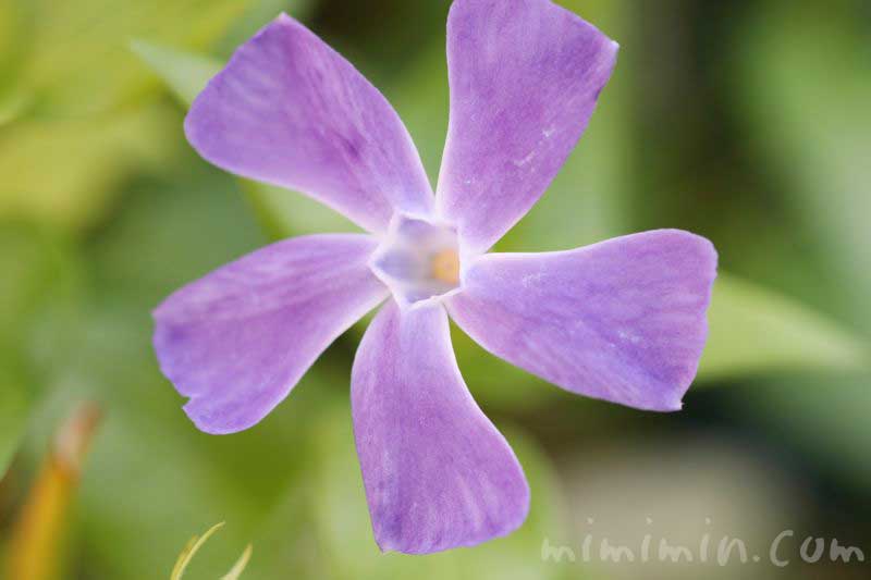 ツルニチニチソウの花の写真と花言葉の画像