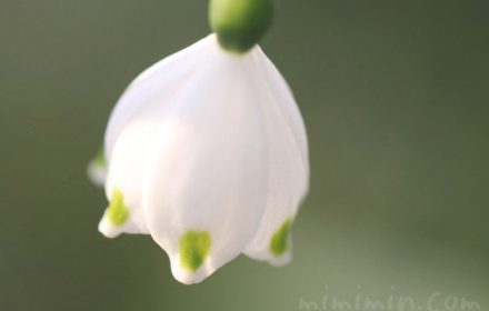 スノーフレークの花の写真・花言葉