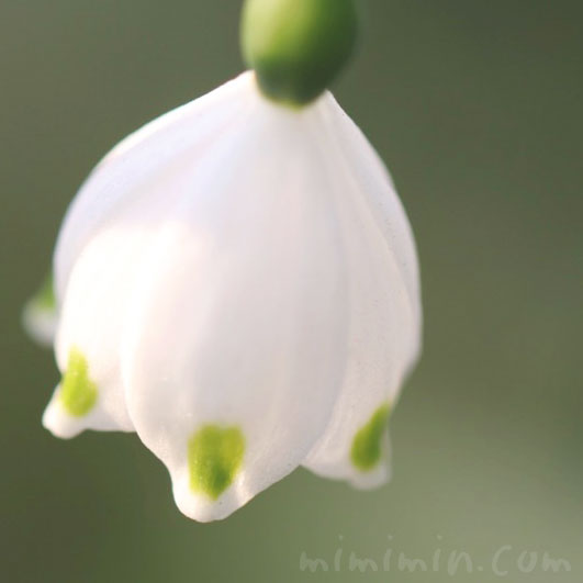 スノーフレークの花の写真・花言葉の画像