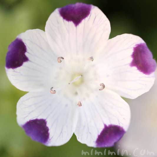 ネモフィラ・マクラタの花の写真 花言葉の画像