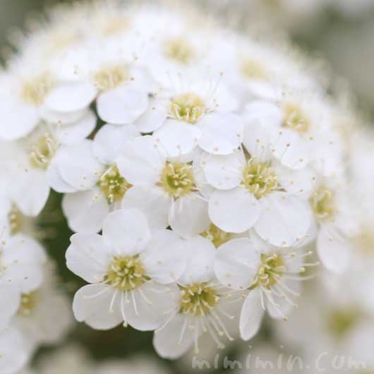 小手毬の花の写真・花言葉の画像