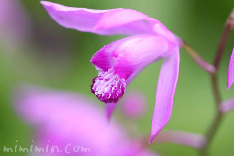 紫蘭の写真と花言葉の画像